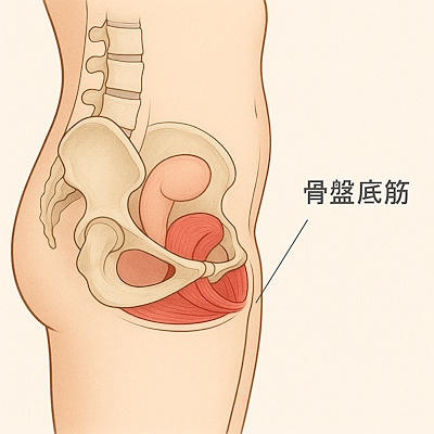 骨盤底筋の図